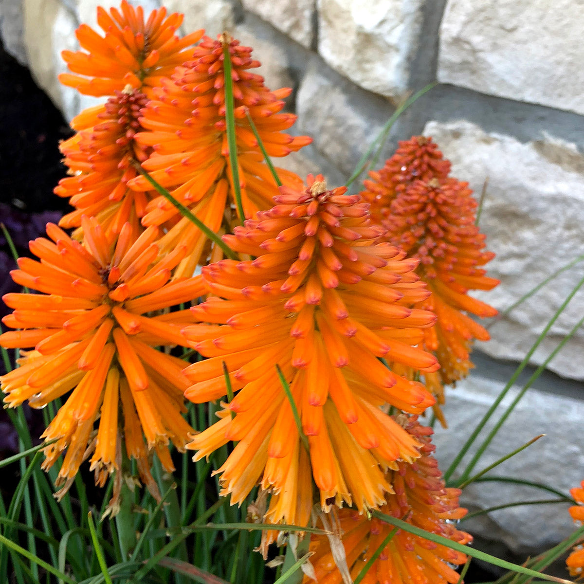 Kniphofia Poco Orange