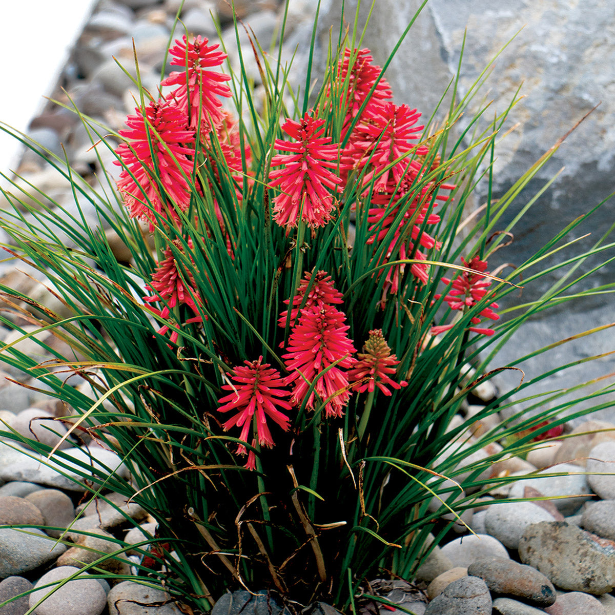 Kniphofia Poco Red