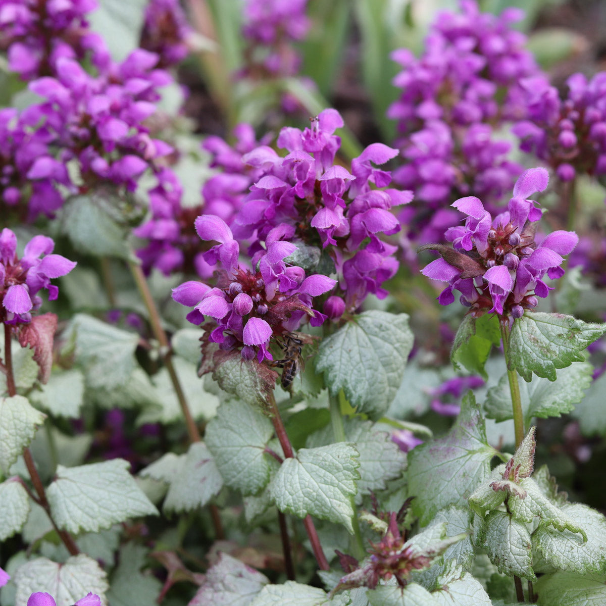 Lamium Dark Purple