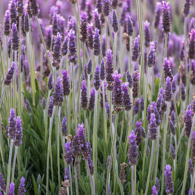 Lavender French