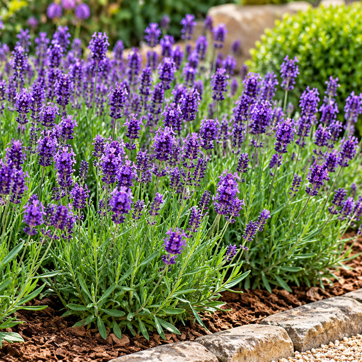 Lavender Hidcote
