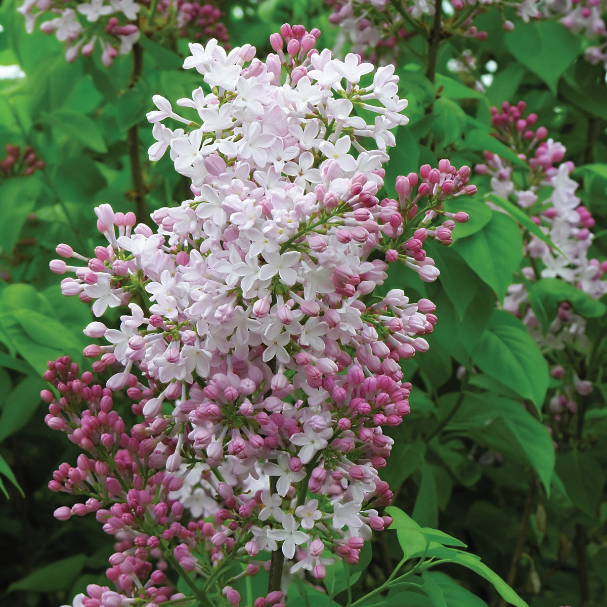 Wolfs Lilac