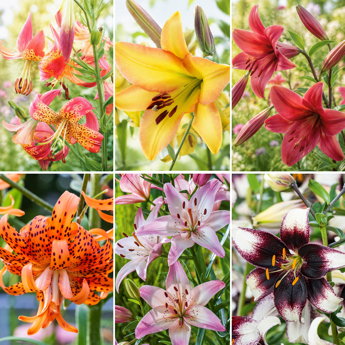 Lilium Last Chance Collection 2