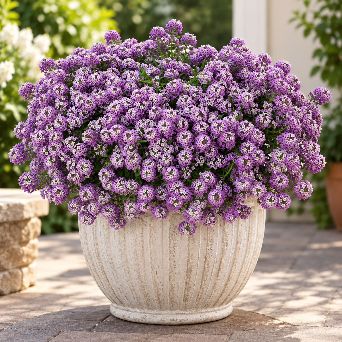 Lobularia Stream Lavender