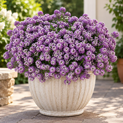 Lobularia Stream Lavender