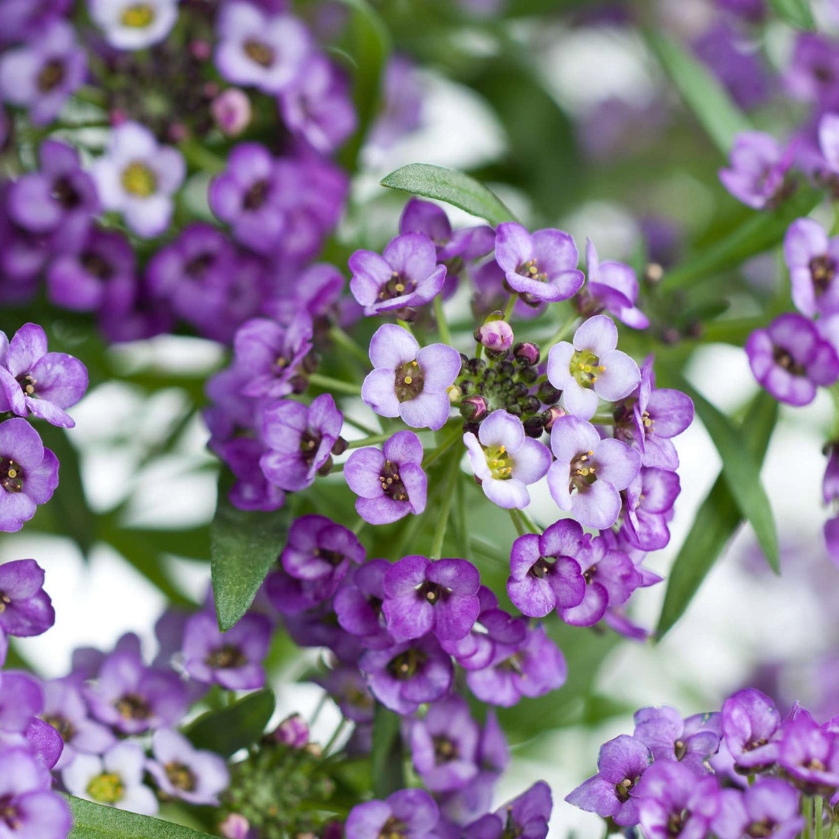 Lobularia Stream Lavender