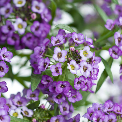 Lobularia Stream Lavender