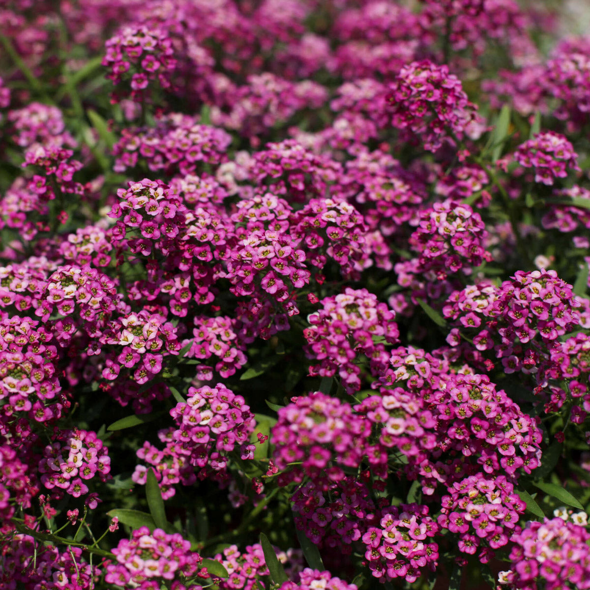 Lobularia Stream Raspberry