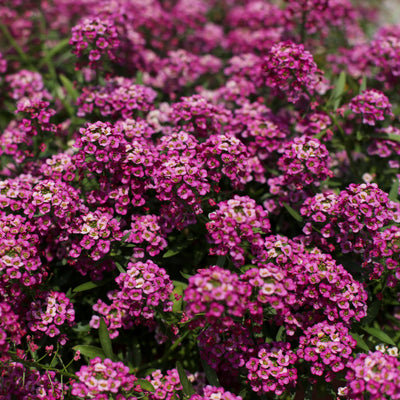 Lobularia Stream Raspberry