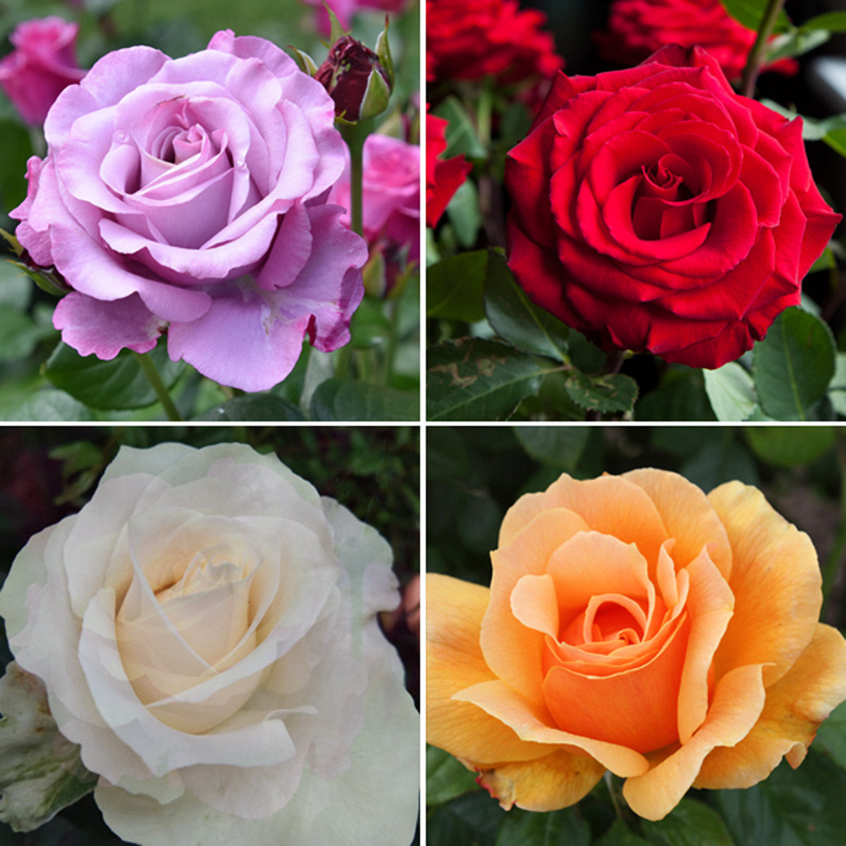 Lucky Dip Offer 4 Roses