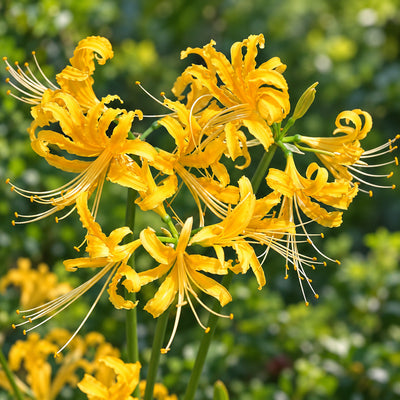 Lycoris Gold