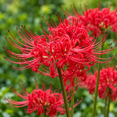 Lycoris Red