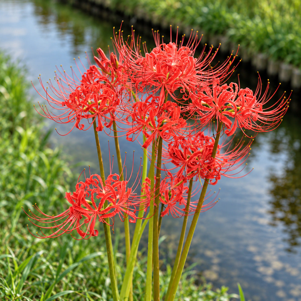 Lycoris Red