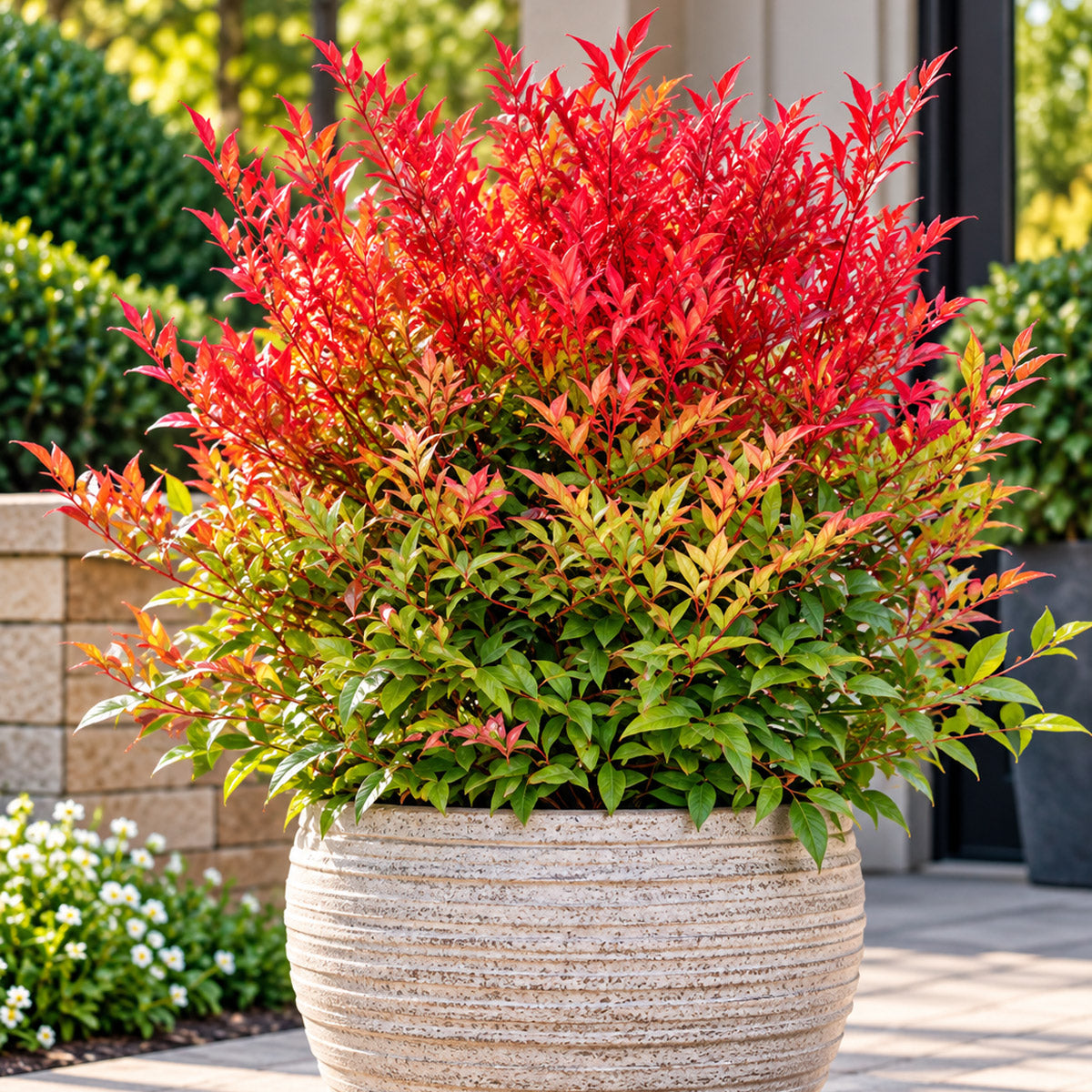 Nandina Moonbay