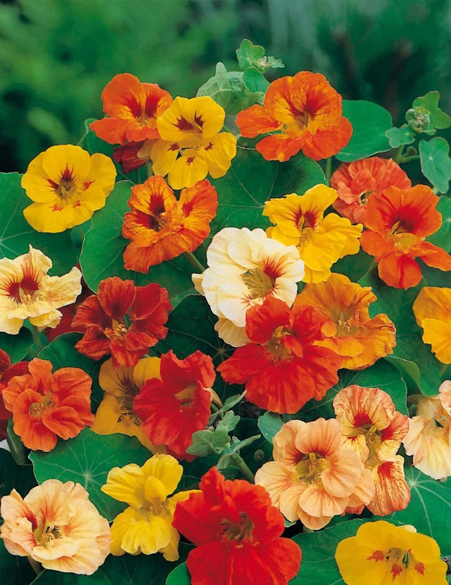 Seed - Nasturtium Jewel Mixed