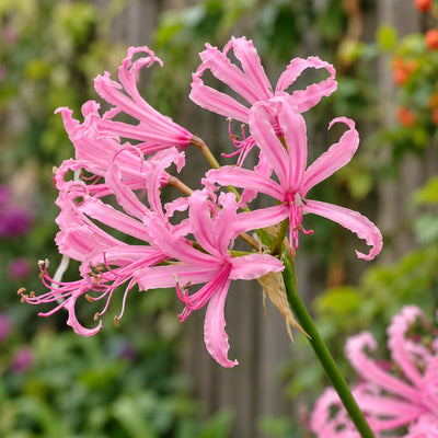 Nerine Pink