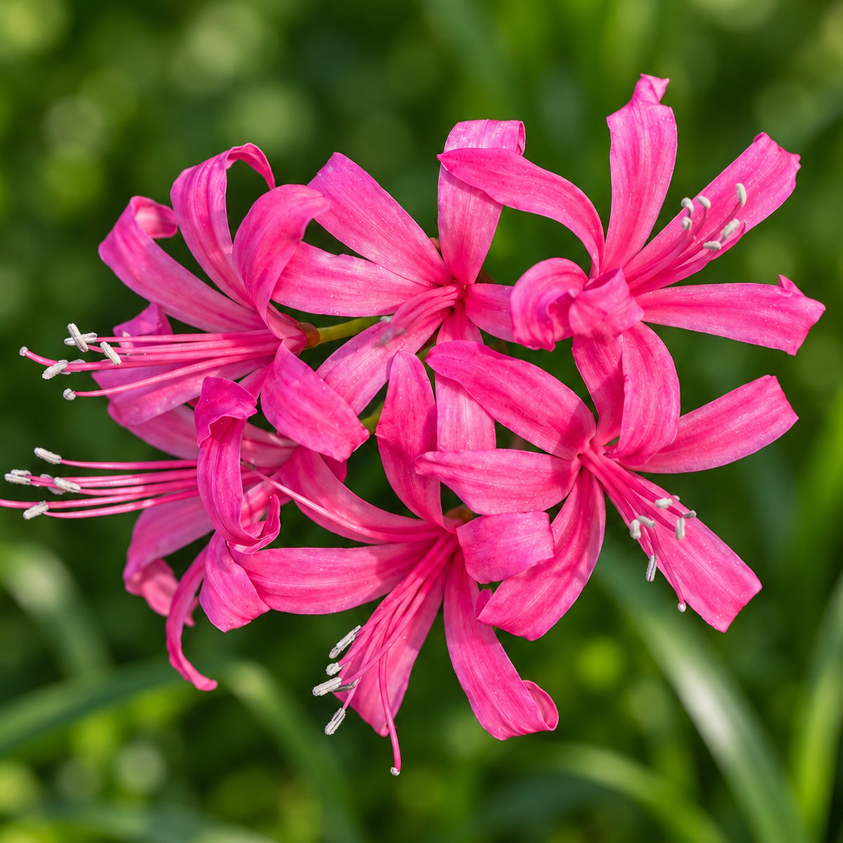 Nerine Rosea