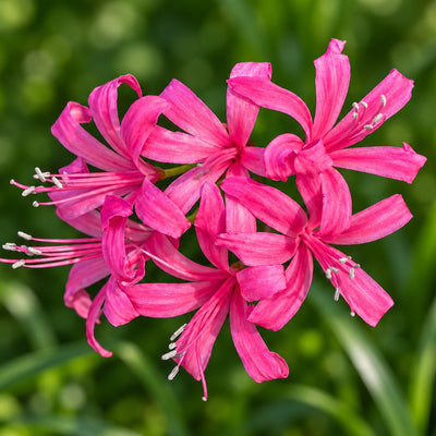 Nerine Rosea