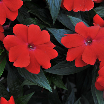 New Guinea Impatiens Magnum Dark Red