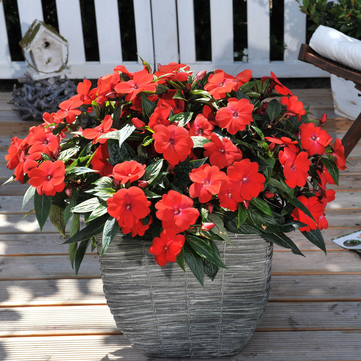 New Guinea Impatiens Magnum Dark Red