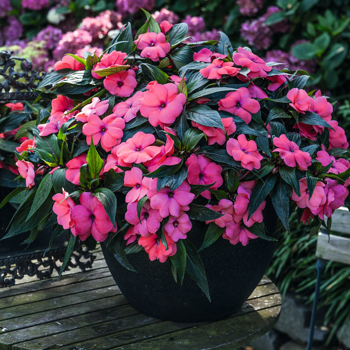 New Guinea Impatiens Magnum Hot Pink