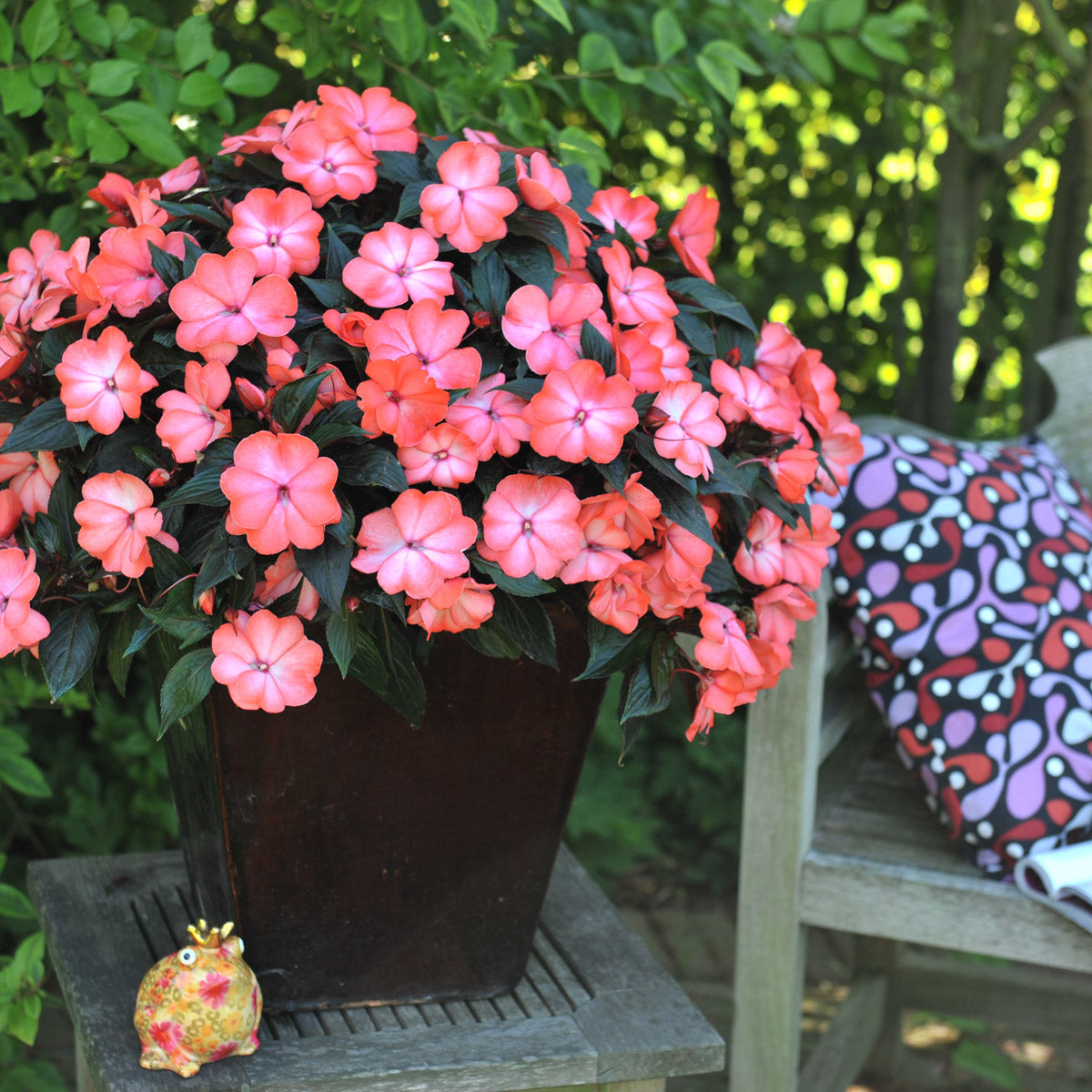 New Guinea Impatiens Magnum Wild Salmon