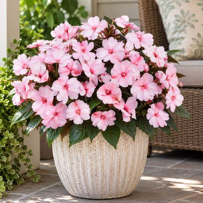 New Guinea Impatiens Sol Luna Blush