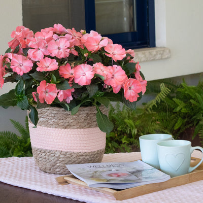 New Guinea Impatiens Sol Luna Prime Light Salmon