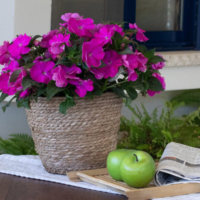 New Guinea Impatiens Sol Luna Prime Orchid