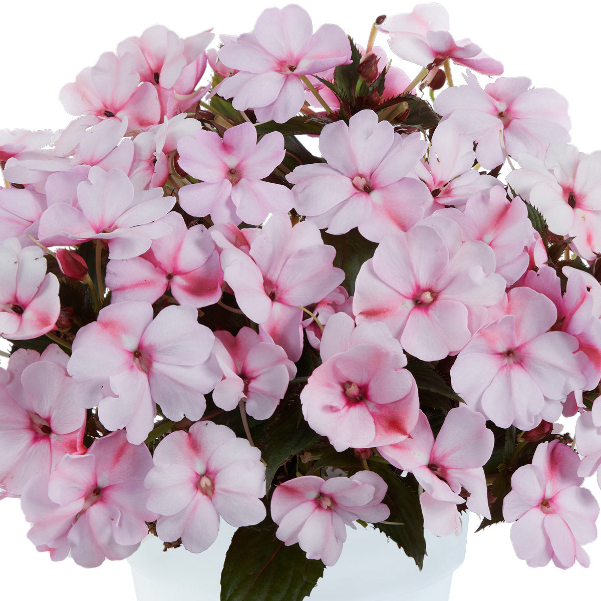 New Guinea Impatiens Sol Luna Blush