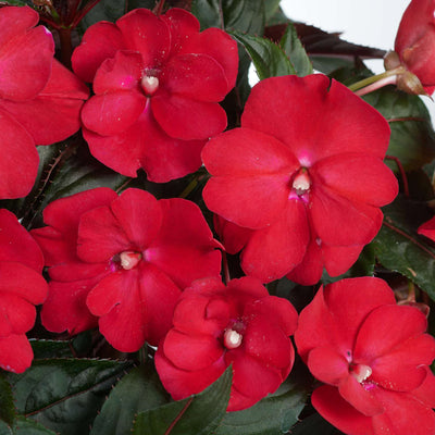 New Guinea Impatiens Sol Luna Candy Apple