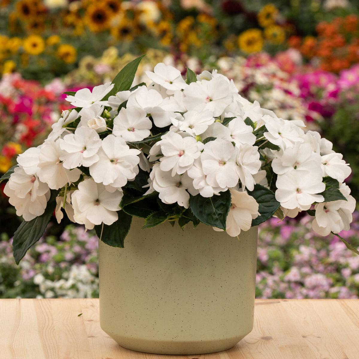 New Guinea Impatiens Sol Luna Prime White