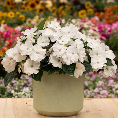 New Guinea Impatiens Sol Luna Prime White