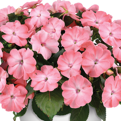 New Guinea Impatiens Sol Luna Prime Light Salmon
