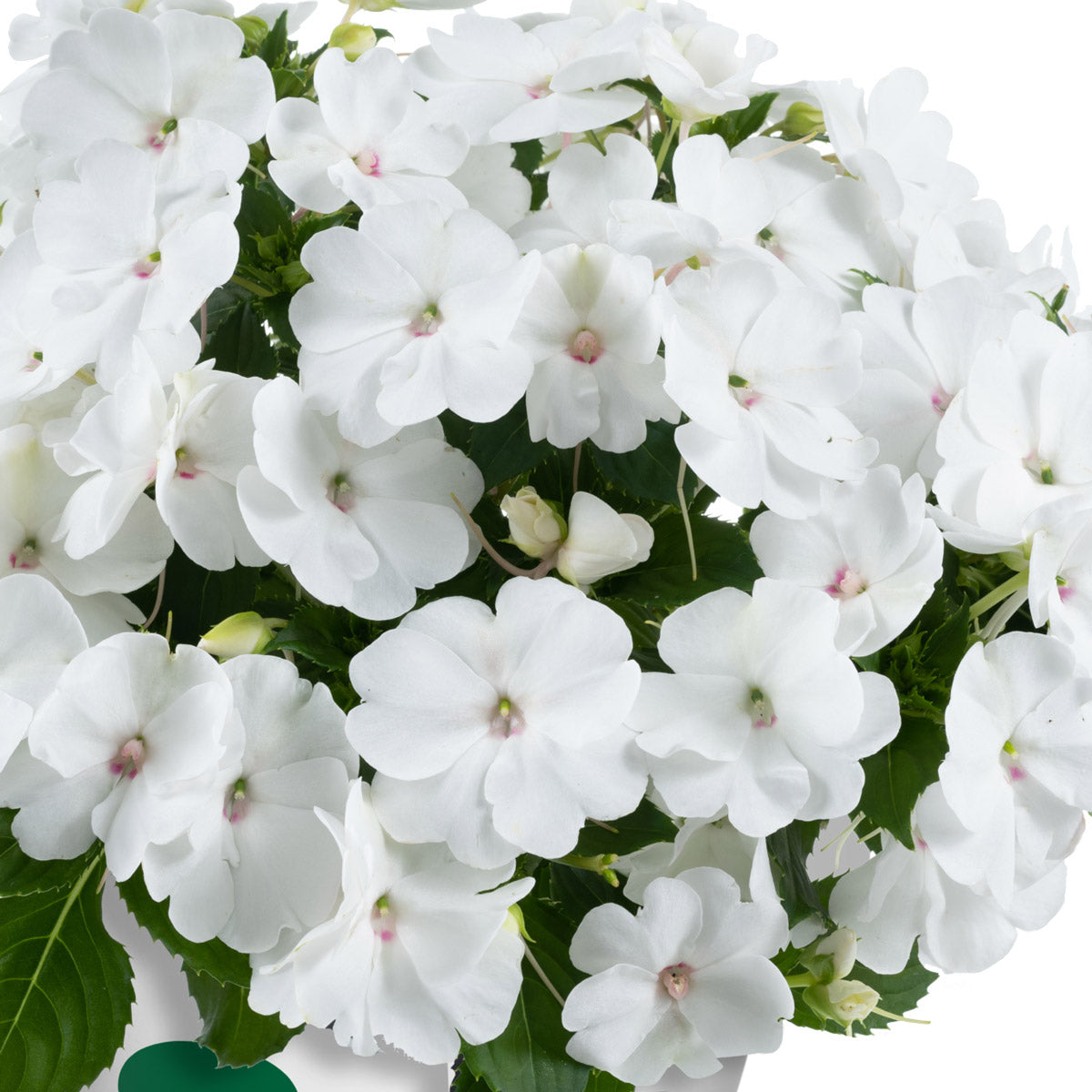 New Guinea Impatiens Sol Luna Prime White