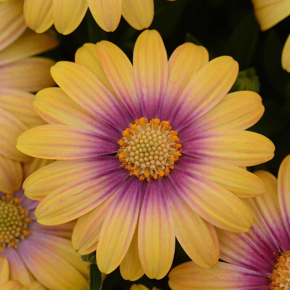 Osteospermum Blushing Beauty