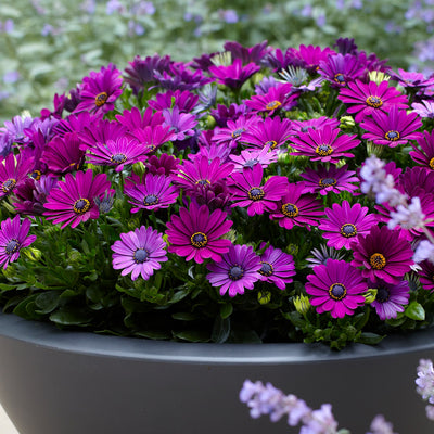 Osteospermum Margarita Cool Purple