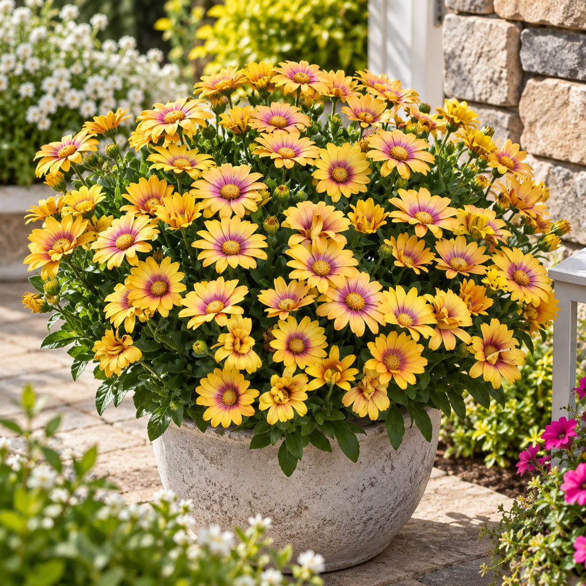 Osteospermum Blushing Beauty