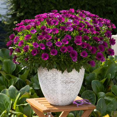 Osteospermum Margarita Cool Purple