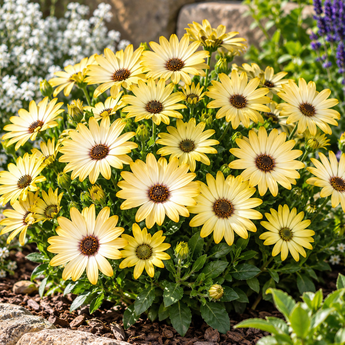 Osteospermum Margarita Lemon