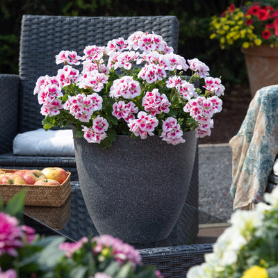 Pelargonium Santana White Splash