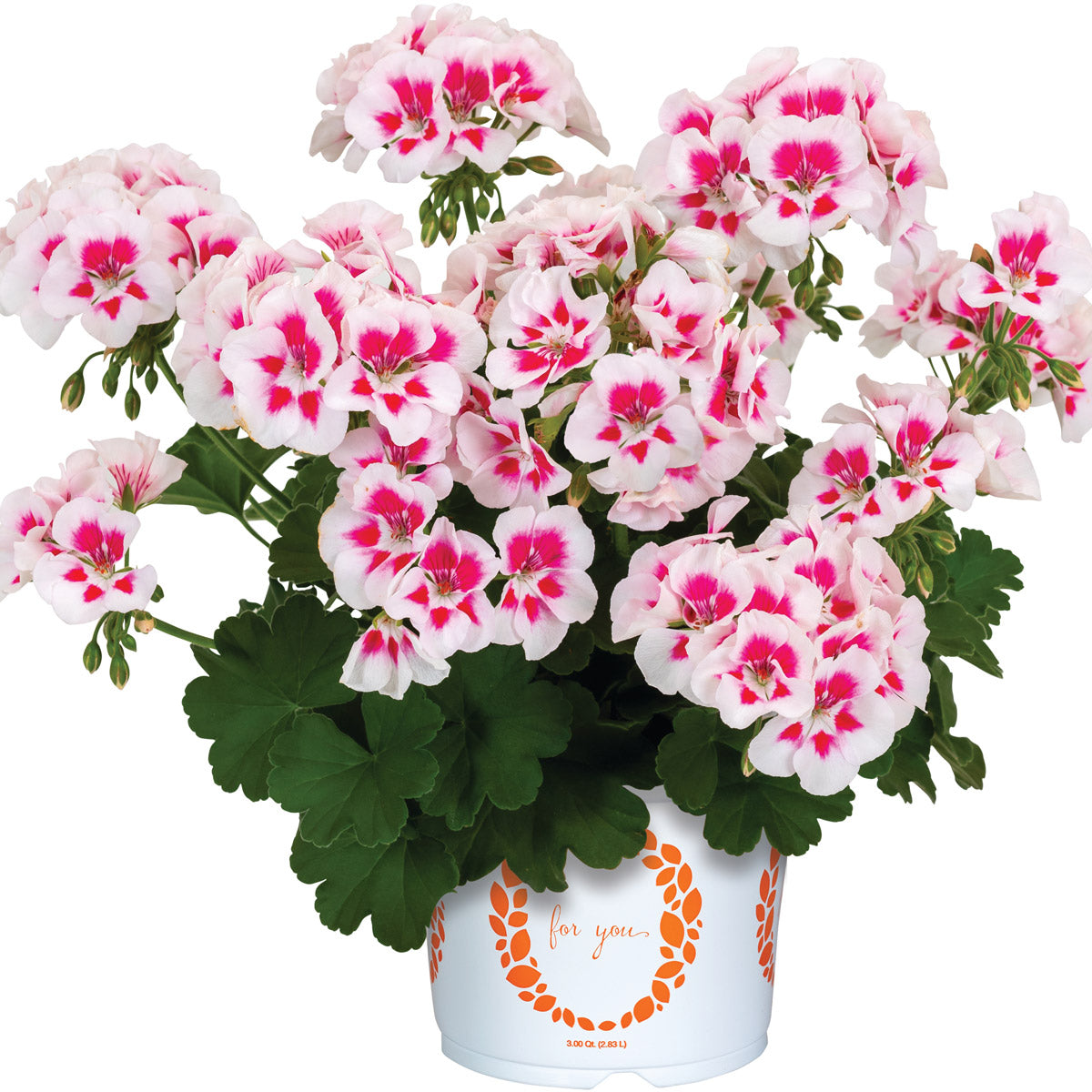 Pelargonium Santana White Splash
