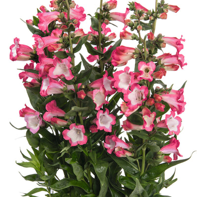 Penstemon Pep Talk Hot Pink