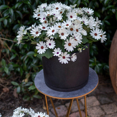 Pericallis Senetti White Red Heart