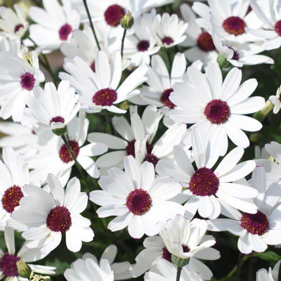 Pericallis Senetti White Red Heart