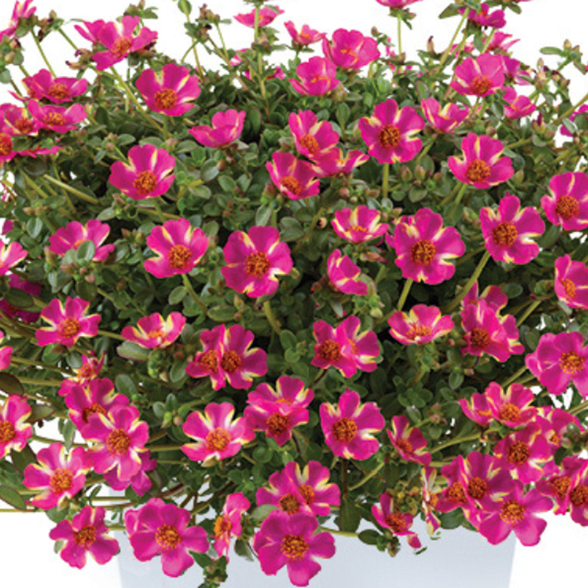 Portulaca Campino Twist Pink