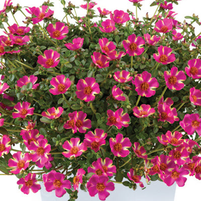 Portulaca Campino Twist Pink