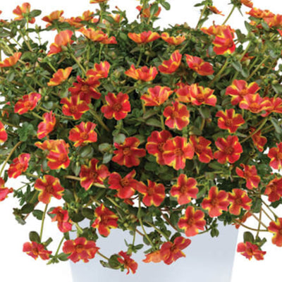 Portulaca Campino Twist Red