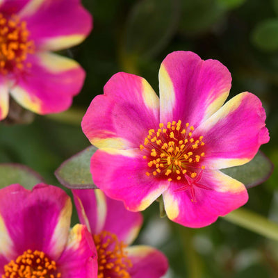 Portulaca Campino Twist Pink