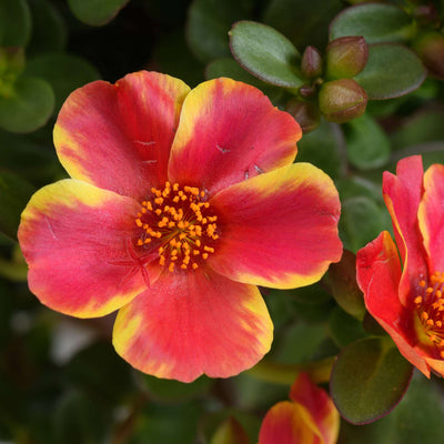 Portulaca Campino Twist Red
